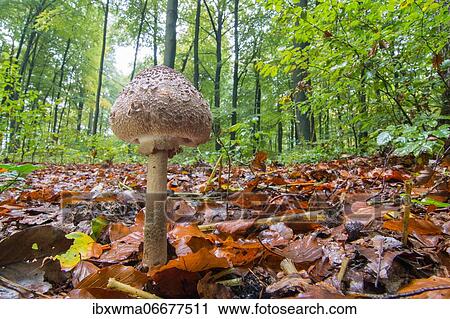 Parasol mushroom (Macrolepiota procera) also parasol mushroom or giant parasol mushroom, Hesse, Germany, Europe View Large Photo Image Stock Image - Parasol mushroom (Macrolepiota procera) also parasol mushroom or giant parasol mushroom, Hesse, Germany, Europe. Fotosearch