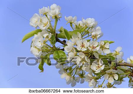 Pears (Pyrus), branch with flowers, North Rhine-Westphalia, Germany, Europe View Large Photo Image Picture - Pears (Pyrus), branch with flowers, North Rhine-Westphalia, Germany, Europe. Fotosearch