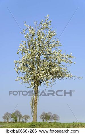Pears (Pyrus) in blossom, blue sky, North Rhine-Westphalia, Germany, Europe View Large Photo Image Stock Photograph - Pears (Pyrus) in blossom, blue sky, North Rhine-Westphalia, Germany, Europe. Fotosearch