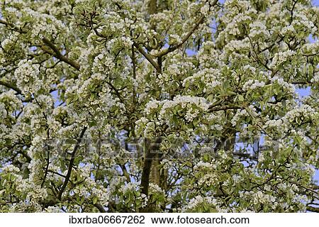 Pears (Pyrus), tree crown in blossom, North Rhine-Westphalia, Germany, Europe View Large Photo Image Stock Image - Pears (Pyrus), tree crown in blossom, North Rhine-Westphalia, Germany, Europe. Fotosearch