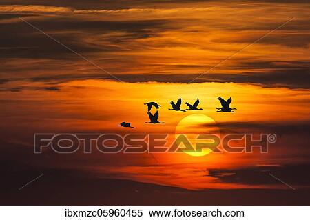 Photomontage, setting sun with flying cranes (Grus grus) in the evening sky, Bavaria, Germany, Europe View Large Photo Image Stock Photography - Photomontage, setting sun with flying cranes (Grus grus) in the evening sky, Bavaria, Germany, Europe. Fotosearch