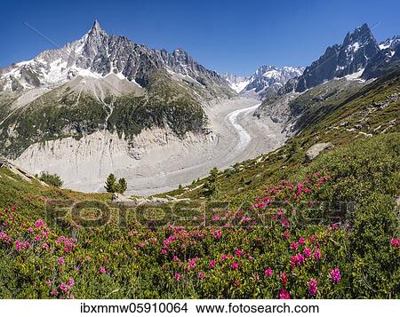 Picture - Pink alpine roses on the mountainside, glacier tongue Mer de Glace, behind Grandes Jorasses, Mont Blanc massif, Chamonix, France, Europe. Fotosearch