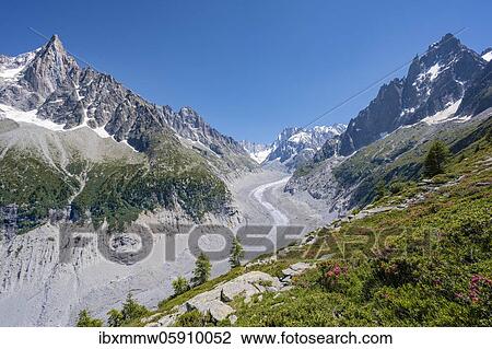 Pink alpine roses on the mountainside, glacier tongue Mer de Glace, behind Grandes Jorasses, Mont Blanc massif, Chamonix, France, Europe View Large Photo Image Stock Image - Pink alpine roses on the mountainside, glacier tongue Mer de Glace, behind Grandes Jorasses, Mont Blanc massif, Chamonix, France, Europe. Fotosearch
