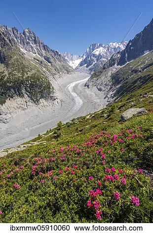 Pink alpine roses on the mountainside, glacier tongue Mer de Glace, behind Grandes Jorasses, Mont Blanc massif, Chamonix, France, Europe View Large Photo Image Stock Image - Pink alpine roses on the mountainside, glacier tongue Mer de Glace, behind Grandes Jorasses, Mont Blanc massif, Chamonix, France, Europe. Fotosearch