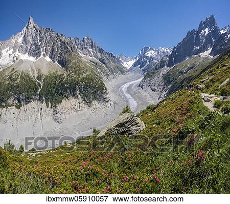 Stock Photo - Pink alpine roses on the mountainside, glacier tongue Mer de Glace, behind Grandes Jorasses, Mont Blanc massif, Chamonix, France, Europe. Fotosearch