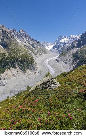 Stock Photo - Pink alpine roses on the mountainside, glacier tongue Mer de Glace, behind Grandes Jorasses, Mont Blanc massif, Chamonix, France, Europe. Fotosearch