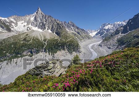 Pink alpine roses on the mountainside, glacier tongue Mer de Glace, behind Grandes Jorasses, Mont Blanc massif, Chamonix, France, Europe View Large Photo Image Stock Photo - Pink alpine roses on the mountainside, glacier tongue Mer de Glace, behind Grandes Jorasses, Mont Blanc massif, Chamonix, France, Europe. Fotosearch