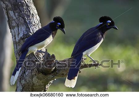 Plush-crested jay (Cyanocorax chrysops) on a tree, Pousada Aguape, Mato Grosso do Sul, Pantanal, Brazil, South America View Large Photo Image Stock Image - Plush-crested jay (Cyanocorax chrysops) on a tree, Pousada Aguape, Mato Grosso do Sul, Pantanal, Brazil, South America. Fotosearch