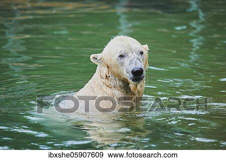 Polar bear (Ursus maritimus) swimming, captive, Germany, Europe View Large Photo Image Stock Photo - Polar bear (Ursus maritimus) swimming, captive, Germany, Europe. Fotosearch