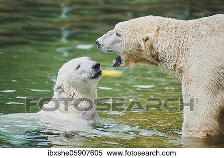Polar bear (Ursus maritimus) swimming, captive, Germany, Europe View Large Photo Image Stock Photography - Polar bear (Ursus maritimus) swimming, captive, Germany, Europe. Fotosearch