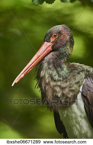 Portrait of a Black stork (Ciconia nigra), captive, Bavarian Forest National Park, Bavaria, Germany, Europe View Large Photo Image Stock Photo - Portrait of a Black stork (Ciconia nigra), captive, Bavarian Forest National Park, Bavaria, Germany, Europe. Fotosearch