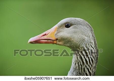 Portrait of a Greylag goose (Anser anser) on a field, Franconia, Bavaria, Germany, Europe View Large Photo Image Stock Image - Portrait of a Greylag goose (Anser anser) on a field, Franconia, Bavaria, Germany, Europe. Fotosearch