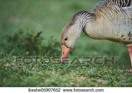 Portrait of a Greylag goose (Anser anser) on a field, Franconia, Bavaria, Germany, Europe View Large Photo Image Stock Image - Portrait of a Greylag goose (Anser anser) on a field, Franconia, Bavaria, Germany, Europe. Fotosearch