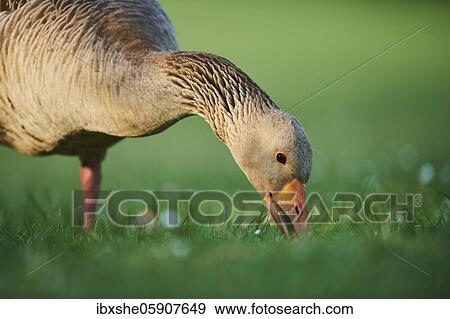 Portrait of a Greylag goose (Anser anser) on a field, Franconia, Bavaria, Germany, Europe View Large Photo Image Stock Photo - Portrait of a Greylag goose (Anser anser) on a field, Franconia, Bavaria, Germany, Europe. Fotosearch