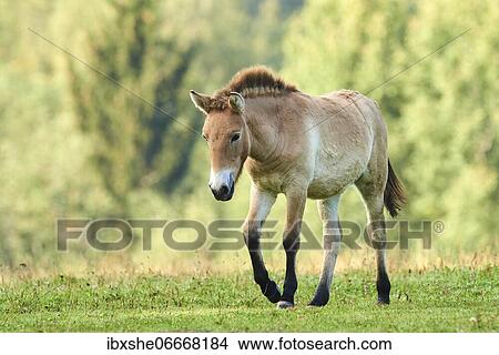 Picture - Przewalski's horse, Mongolian wild horse (Equus ferus przewalskii), foal walking on a meadow, captive, Bavarian Forest National Park, Bavaria, Germany, Europe. Fotosearch