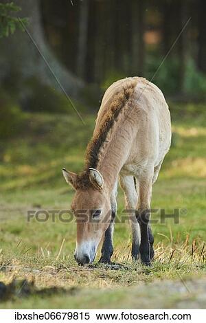 Przewalski's horse or Mongolian wild horse (Equus ferus przewalskii) on a field, captive, Bavarian Forest National Park, Bavaria, Germany, Europe View Large Photo Image Stock Photography - Przewalski's horse or Mongolian wild horse (Equus ferus przewalskii) on a field, captive, Bavarian Forest National Park, Bavaria, Germany, Europe. Fotosearch