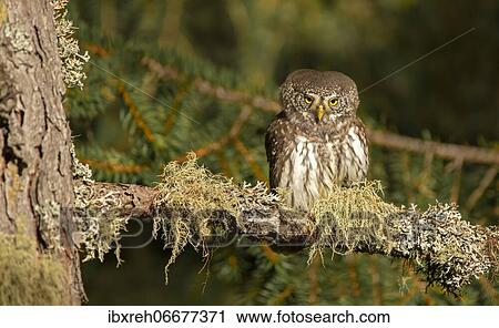 Stock Image - Pygmy Owl (Glaucicium passerinum), sitting on a lichen-covered branch, Tyrol, Austria, Europe. Fotosearch