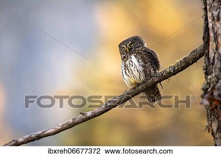 Pygmy Owl (Glaucicium passerinum), sitting on a branch, behind yellow larches, Tyrol, Austria, Europe View Large Photo Image Stock Image - Pygmy Owl (Glaucicium passerinum), sitting on a branch, behind yellow larches, Tyrol, Austria, Europe. Fotosearch