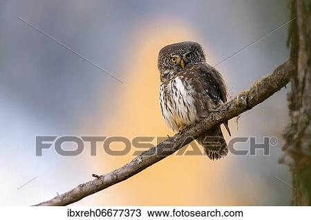 Pygmy Owl (Glaucicium passerinum), sitting on a branch, behind yellow larches, Tyrol, Austria, Europe View Large Photo Image Stock Image - Pygmy Owl (Glaucicium passerinum), sitting on a branch, behind yellow larches, Tyrol, Austria, Europe. Fotosearch