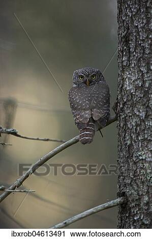 Pygmy owl (Glaucidium passerinum) sitting on a branch in a boreal coniferous forest, Northern Ostrobothnia, Finland, Europe View Large Photo Image Stock Image - Pygmy owl (Glaucidium passerinum) sitting on a branch in a boreal coniferous forest, Northern Ostrobothnia, Finland, Europe. Fotosearch