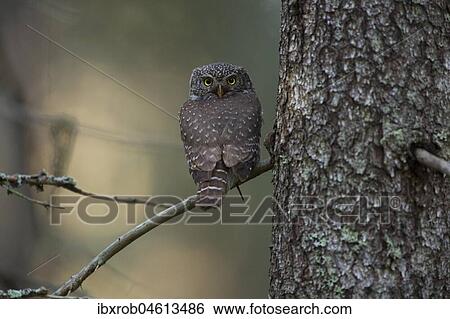 Pygmy owl (Glaucidium passerinum) sitting on a branch in a boreal coniferous forest, Northern Ostrobothnia, Finland, Europe View Large Photo Image Stock Photograph - Pygmy owl (Glaucidium passerinum) sitting on a branch in a boreal coniferous forest, Northern Ostrobothnia, Finland, Europe. Fotosearch
