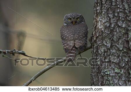 Pygmy owl (Glaucidium passerinum) sitting on a branch in a boreal coniferous forest, Northern Ostrobothnia, Finland, Europe View Large Photo Image Stock Photography - Pygmy owl (Glaucidium passerinum) sitting on a branch in a boreal coniferous forest, Northern Ostrobothnia, Finland, Europe. Fotosearch