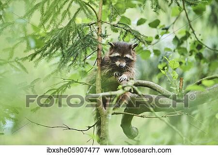 Raccoon (Procyon lotor), in a forest, captive, Germany, Europe View Large Photo Image Stock Photo - Raccoon (Procyon lotor), in a forest, captive, Germany, Europe. Fotosearch