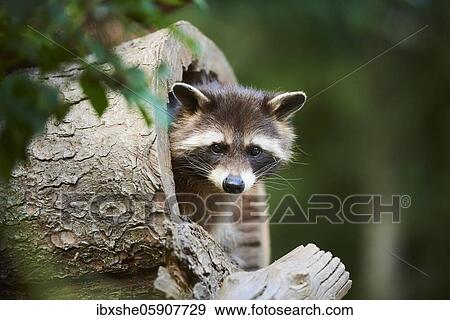 Raccoon (Procyon lotor), in a forest, captive, Germany, Europe View Large Photo Image Stock Photo - Raccoon (Procyon lotor), in a forest, captive, Germany, Europe. Fotosearch