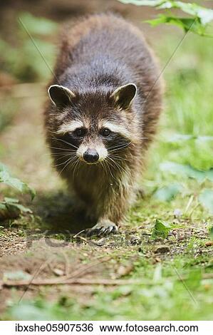 Raccoon (Procyon lotor), in a forest, captive, Germany, Europe View Large Photo Image Stock Photograph - Raccoon (Procyon lotor), in a forest, captive, Germany, Europe. Fotosearch