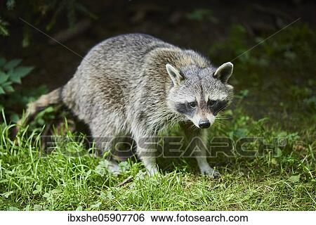 Raccoon (Procyon lotor), in a forest, captive, Germany, Europe View Large Photo Image Stock Photograph - Raccoon (Procyon lotor), in a forest, captive, Germany, Europe. Fotosearch
