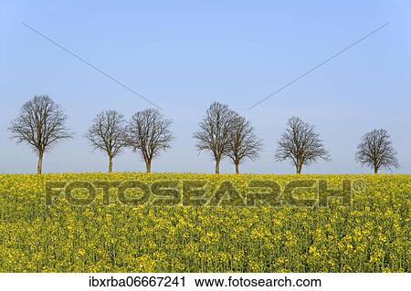 Rape (Brassica napus), flowering rape field in front of a row of leafless lime trees (Tilia), blue sky, spring, North Rhine-Westphalia, Germany, Europe View Large Photo Image Stock Image - Rape (Brassica napus), flowering rape field in front of a row of leafless lime trees (Tilia), blue sky, spring, North Rhine-Westphalia, Germany, Europe. Fotosearch
