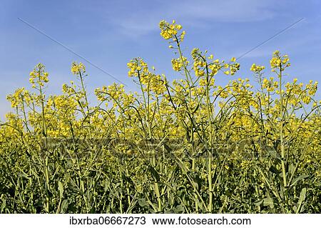 Rape (Brassica napus), flowering rape field, North Rhine-Westphalia, Germany, Europe View Large Photo Image Stock Image - Rape (Brassica napus), flowering rape field, North Rhine-Westphalia, Germany, Europe. Fotosearch