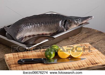Raw sturgeon fish with limes and lemons around it View Large Photo Image Picture - Raw sturgeon fish with limes and lemons around it. Fotosearch