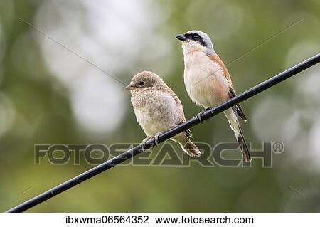 Red-backed shrike (Lanius collurio), male sitting with young bird on wire, Germany, Europe View Large Photo Image Stock Image - Red-backed shrike (Lanius collurio), male sitting with young bird on wire, Germany, Europe. Fotosearch