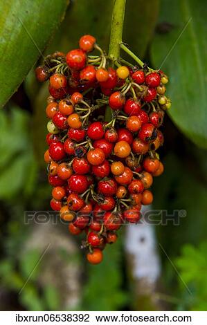 Stock Image - Red coffee berries (Rubiaceae) in the Botanic Garden of Bom Sucesso, Sao Tome, Sao Tome and Principe, Atlantic ocean, Africa. Fotosearch