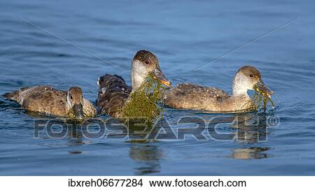 Red-crested pochard (Netta rufina), female and two young birds, feeding on starry stonewort (Nitellopsis obtusa), Lake Constance, Vorarlberg, Austria, Europe View Large Photo Image Picture - Red-crested pochard (Netta rufina), female and two young birds, feeding on starry stonewort (Nitellopsis obtusa), Lake Constance, Vorarlberg, Austria, Europe. Fotosearch