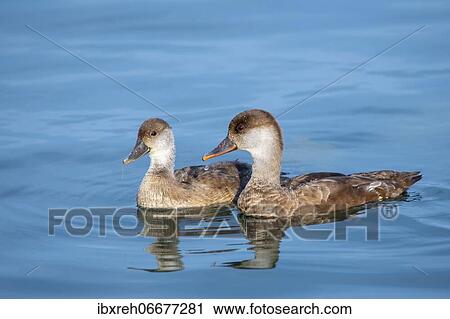 Red-crested pochard (Netta rufina), female with young bird, Lake Constance, Vorarlberg, Austria, Europe View Large Photo Image Stock Image - Red-crested pochard (Netta rufina), female with young bird, Lake Constance, Vorarlberg, Austria, Europe. Fotosearch