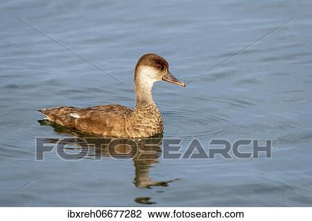 Red-crested pochard (Netta rufina), female, Lake Constance, Vorarlberg, Austria, Europe View Large Photo Image Stock Image - Red-crested pochard (Netta rufina), female, Lake Constance, Vorarlberg, Austria, Europe. Fotosearch
