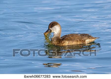 Red-crested pochard (Netta rufina), female, eating starry stonewort (Nitellopsis obtusa), Lake Constance, Vorarlberg, Austria, Europe View Large Photo Image Stock Image - Red-crested pochard (Netta rufina), female, eating starry stonewort (Nitellopsis obtusa), Lake Constance, Vorarlberg, Austria, Europe. Fotosearch