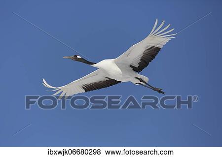 Red-crowned crane (Grus japonensis) in flight, Akan Crane Center, Kushiro, Hokkaido, Japan, Asia View Large Photo Image Stock Photo - Red-crowned crane (Grus japonensis) in flight, Akan Crane Center, Kushiro, Hokkaido, Japan, Asia. Fotosearch