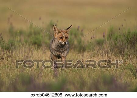 Red fox (Vulpes vulpes) on steppe meadow, Extremadura, Spain, Europe View Large Photo Image Stock Photography - Red fox (Vulpes vulpes) on steppe meadow, Extremadura, Spain, Europe. Fotosearch