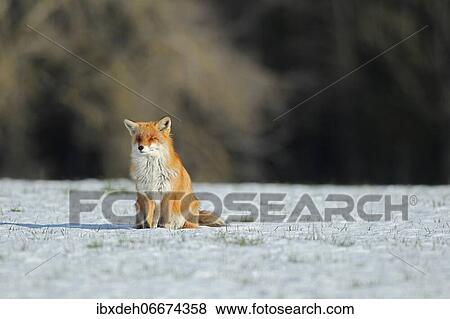 Red fox (Vulpes vulpes) sitting in the snow, Allgäu, Bavaria, Germany, Europe View Large Photo Image Stock Photo - Red fox (Vulpes vulpes) sitting in the snow, Allgäu, Bavaria, Germany, Europe. Fotosearch