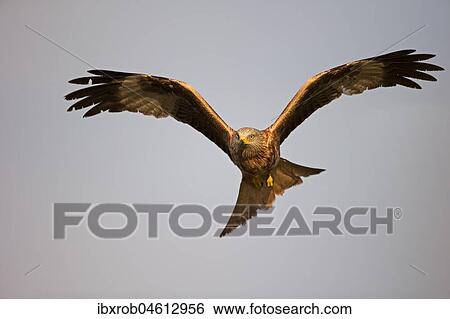 Red kite (Milvus milvus) in flight, Extremadura, Spain, Europe View Large Photo Image Stock Photograph - Red kite (Milvus milvus) in flight, Extremadura, Spain, Europe. Fotosearch