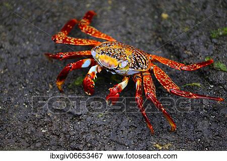 Red rock crab (Grapsus grapsus), also known as Sally Lightfoot, Floreana Island, Galapagos, Ecuador, South America View Large Photo Image Stock Photo - Red rock crab (Grapsus grapsus), also known as Sally Lightfoot, Floreana Island, Galapagos, Ecuador, South America. Fotosearch