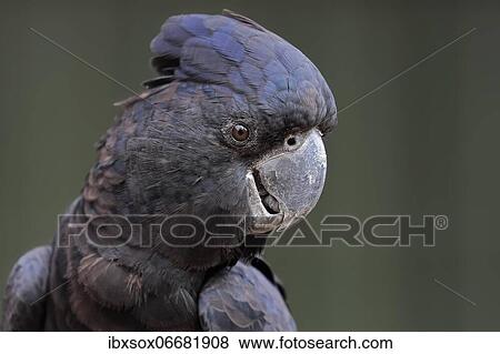 Red-tailed Black Cockatoo (Calyptorhynchus banksii), adult portrait, Kangaroo Island, South Australia, Australia, Oceania View Large Photo Image Stock Photo - Red-tailed Black Cockatoo (Calyptorhynchus banksii), adult portrait, Kangaroo Island, South Australia, Australia, Oceania. Fotosearch
