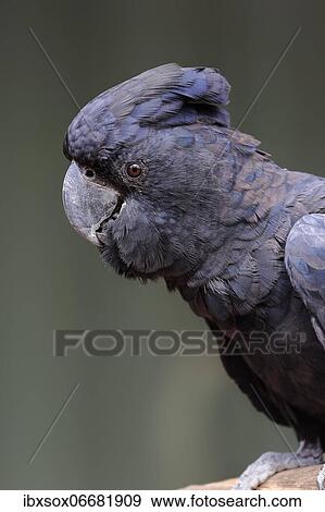 Red-tailed Black Cockatoo (Calyptorhynchus banksii), adult portrait, Kangaroo Island, South Australia, Australia, Oceania View Large Photo Image Stock Photo - Red-tailed Black Cockatoo (Calyptorhynchus banksii), adult portrait, Kangaroo Island, South Australia, Australia, Oceania. Fotosearch