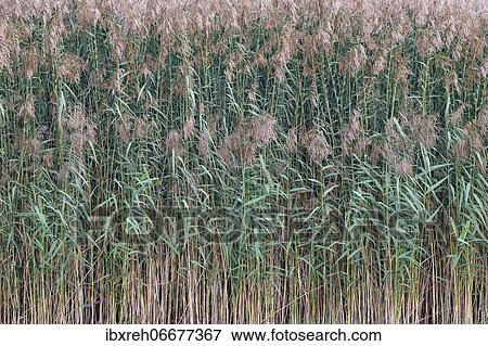 Reed (Phragmites australis), on the bank, Vorarlberg, Austria, Europe View Large Photo Image Stock Photo - Reed (Phragmites australis), on the bank, Vorarlberg, Austria, Europe. Fotosearch