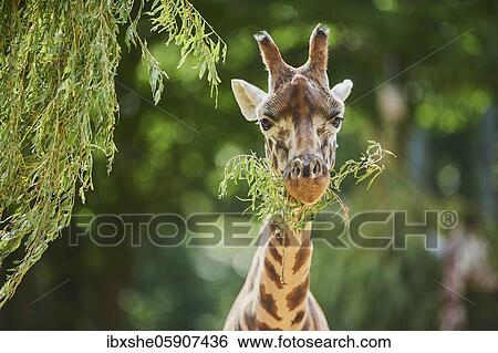 Reticulated giraffe (Giraffa camelopardalis reticulata), captive, occurrence Somalia View Large Photo Image Stock Photograph - Reticulated giraffe (Giraffa camelopardalis reticulata), captive, occurrence Somalia. Fotosearch