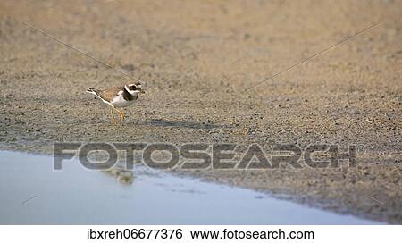 Ringed plover (Charadrius hiaticula), Vorarlberg, Austria, Europe View Large Photo Image Stock Photograph - Ringed plover (Charadrius hiaticula), Vorarlberg, Austria, Europe. Fotosearch