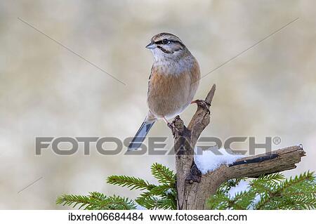 Rock Bunting (Emberiza cia), sitting on a branch in winter, Terfens, Tyrol, Austria, Europe View Large Photo Image Picture - Rock Bunting (Emberiza cia), sitting on a branch in winter, Terfens, Tyrol, Austria, Europe. Fotosearch